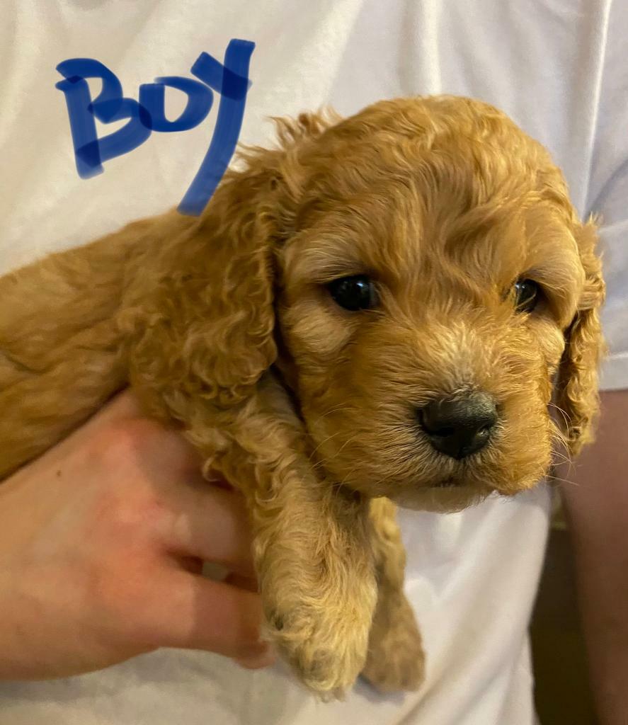 miniature poodle gumtree